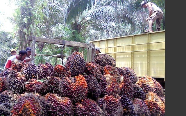 Palm OIl Magazine