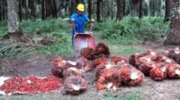 FFB Price in West Kalimantan in the First Period August 2023 Increases Rp 15,4Kg Palm Oil Magazine
