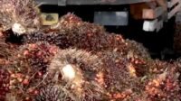 FFB Price in West Kalimantan in the Fourth Period July 2023 Palm Oil Magazine