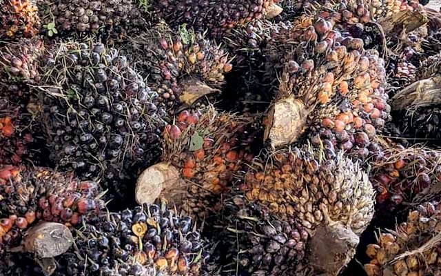 Sustainable Palm Oil Advancement in South Kalimantan: Empowering Growth with RAD KSB Palm Oil Magazine