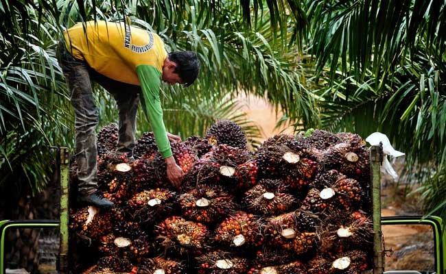 The 10 – 20 year old FFB Price in South Sumatera getting cheaper to be Rp 2.286,38/Kg Palm Oil MAgazine