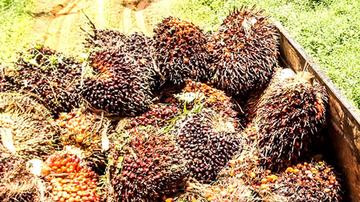 CPO Prices at Malaysia Exchange Decline, While Soyoil Maintains Affordability palm oil magazine