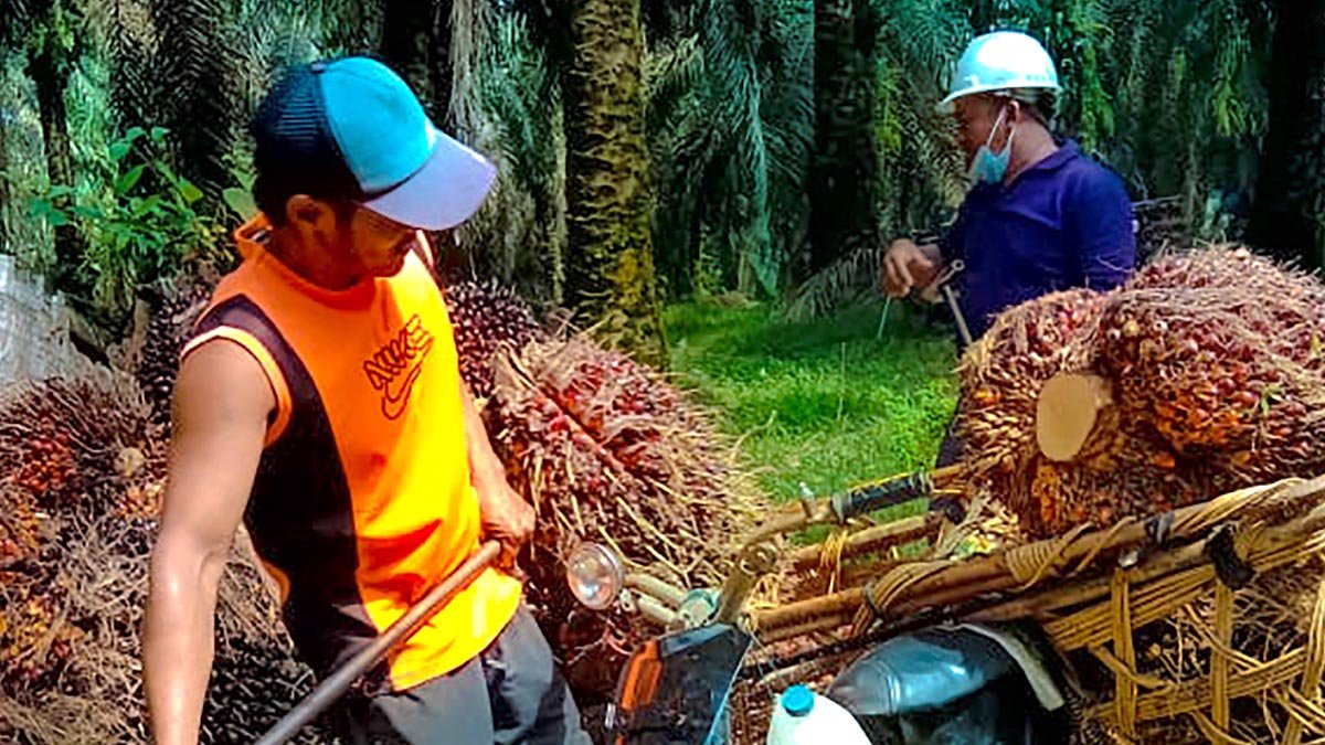 FFB Prices in Jambi Rise by Rp 41.57/kg from December 29, 2023, to January 4, 2024 palm oil magazine