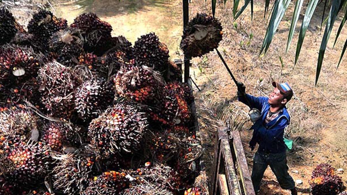 FFB Price in Jambi on December 8 to 14, 2023 Down palm oil magazine