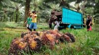 Independent Smallholder FFB Price in Riau on December 27, 2023, to January 9, 2024: The Highest IDR 2,499.90/kg palm oil magazine
