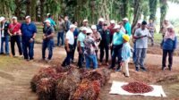 Indonesian Planters Society Welcomes Malaysian Counterparts for Plantation Insights palm oil magazine