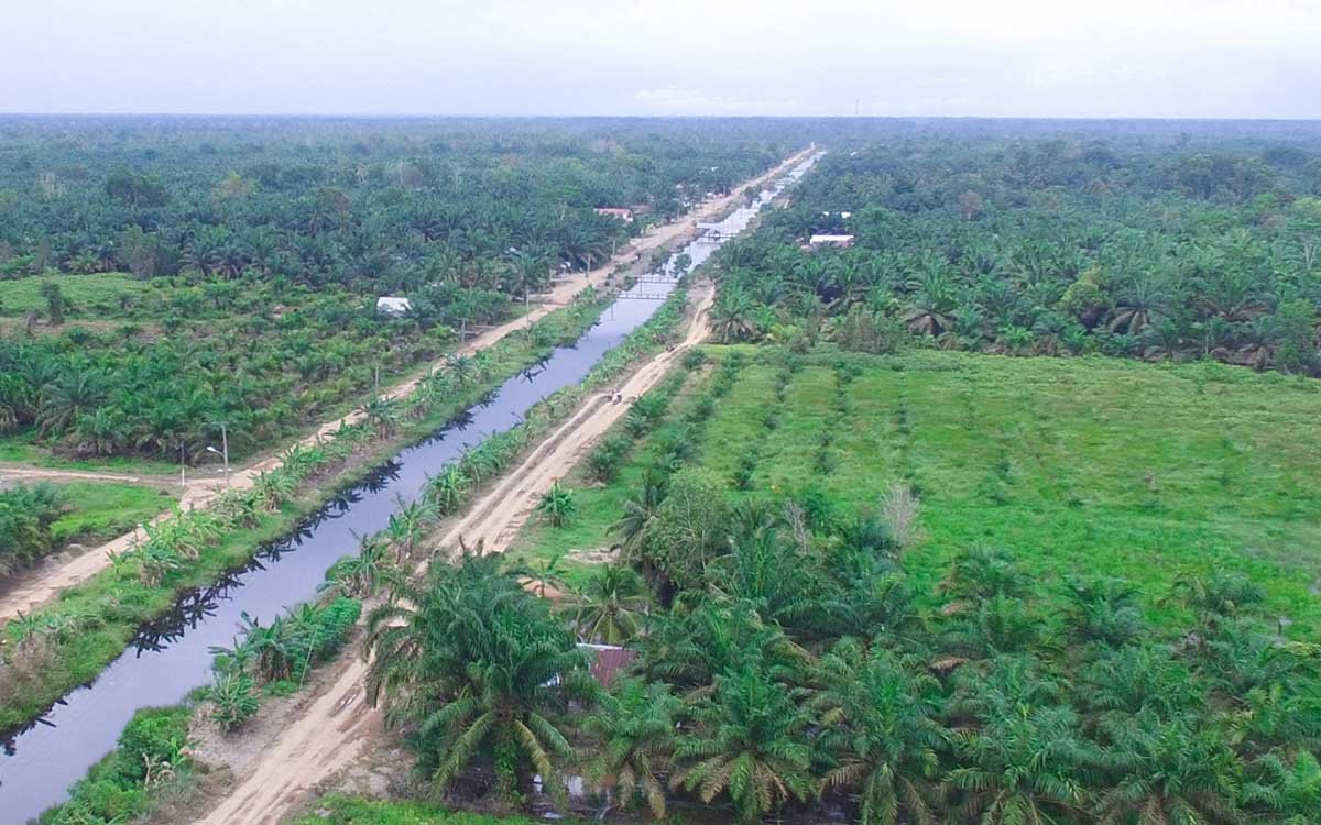 Smallholders Replanting Program (SRP) Realization Covered 306 Thousand Hectares in 2023 palm oil magazine