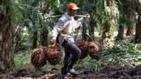 Independent FFB Prices in Riau from February 7th to 13th, 2024 palm oil magazine