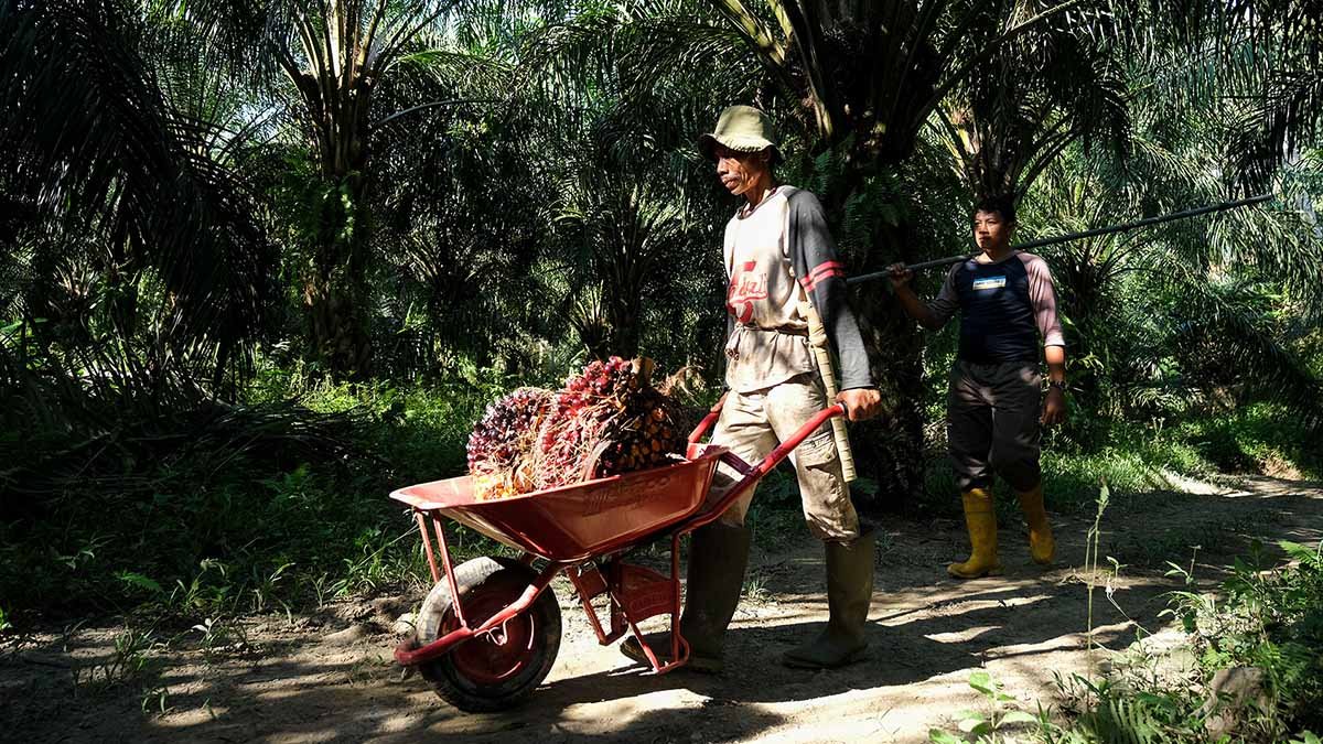 FFB Prices at Jambi Show Improvement, Reaching Rp 49,50/Kg from February 2 to 8, 2024 palm oil magazine