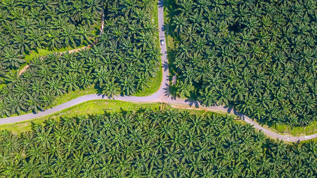 Malaysian Authorities Conduct Raid on Illegal Settlement in Palm Oil Plantations palm oil magazine