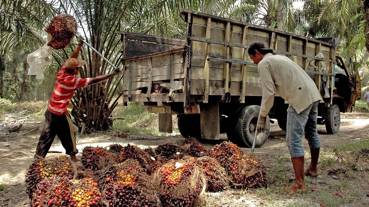 Plasma FFB Price in Riau from February 28 to March 5, 2024 Increases palm oil magazine