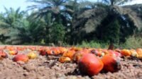 Challenges in Smallholder Adoption of Sustainable Palm Oil Practices in Indonesia palm oil magazine