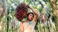 FFB Price for Independent Smallholders in Riau from March 6 to 12, 2024 palm oil magazine