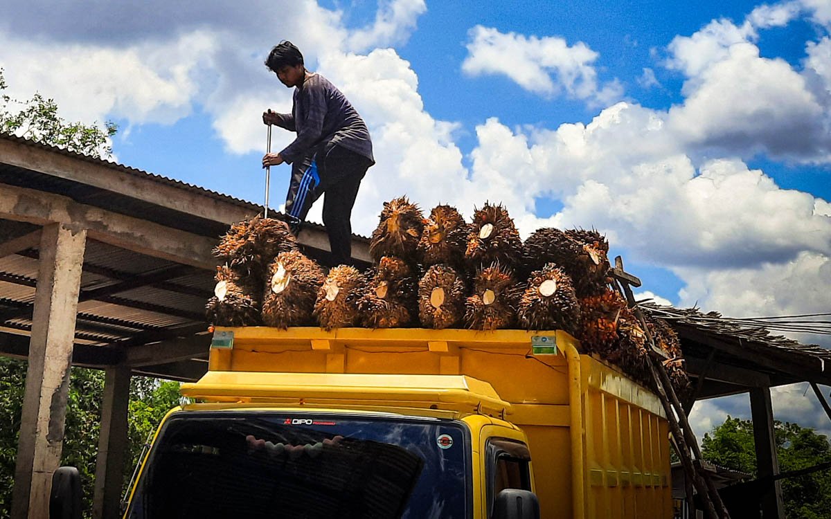 FFB Prices in South Sumatera Rise by Rp 149.2/kg on Second Period of March 2024 palm oil magazine