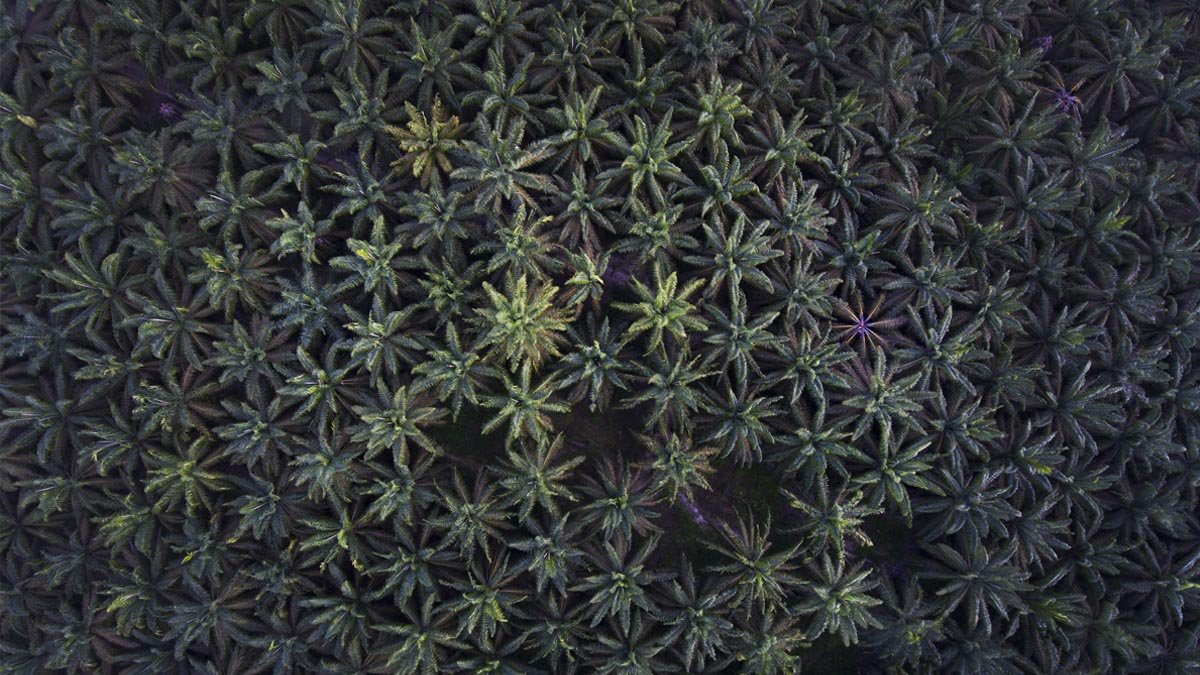 DSNG Boosts Share Ownership to 35% in REA Kaltim palm oil magazine