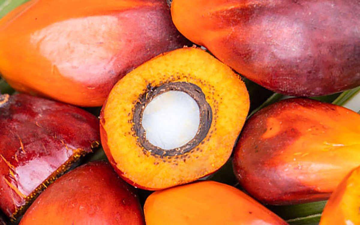 Palm Oil Accountant Suspected of Tax Crime: Files Sent to Attorney palm oil magazine