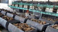 IPOA Identifies Four Key Issues for Production Boost in Indonesia palm oil magazine
