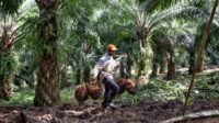 FFB Price in East Kalimantan in the First Period 0f April 2024 Increases palm oil magazine