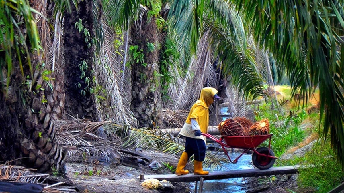 FFB Price in North Sumatera Drops by Rp 47.71/kg on April 17-23, 2024 palm oil magazine