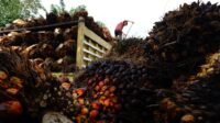 FFB Price in Central Kalimantan in the Second Period of April 2024 palm oil magazine