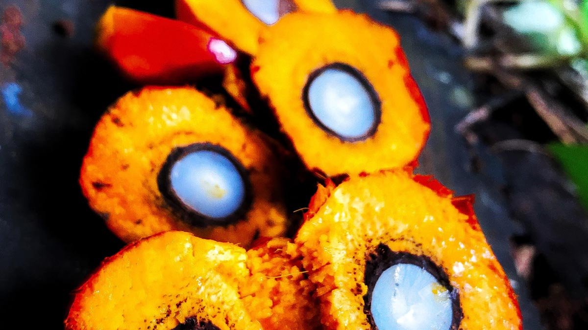 CPO Prices Increase Slightly at KPBN Inacom on May 27, 2024 palm oil magazine