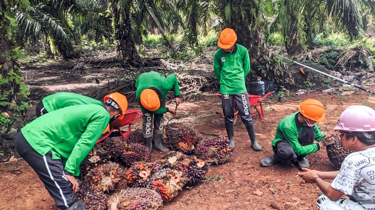 Indonesian Ministry of Agriculture Extends SDMPKS Scholarship Registration palm oil magazine