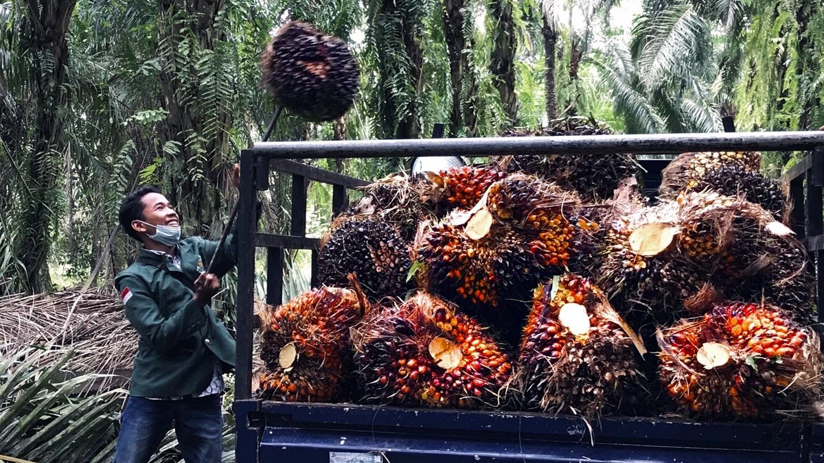 FFB Prices in South Sumatera in the Second Period of June 2024 palm oil magazine