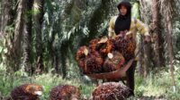 Challenges Faced by Female Plantation Workers and Government Safeguards palm oil magazine
