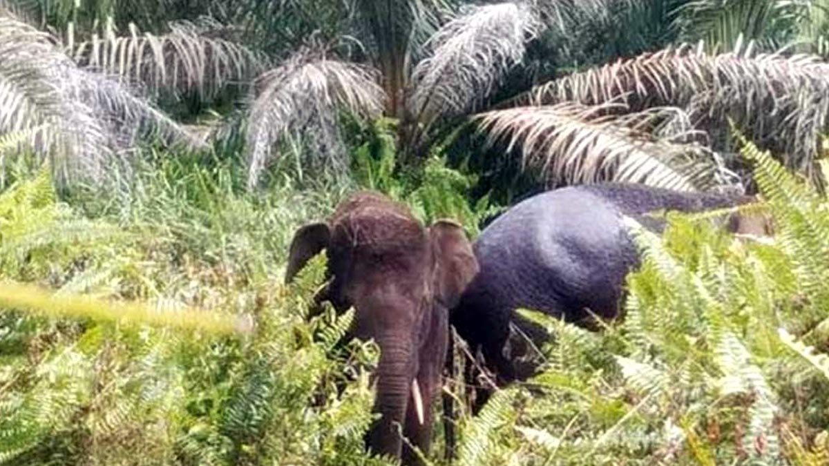 Wild Elephants Ravage Eight Hectares of Palm Oil Plantations in Aceh Jaya palm oil magazine