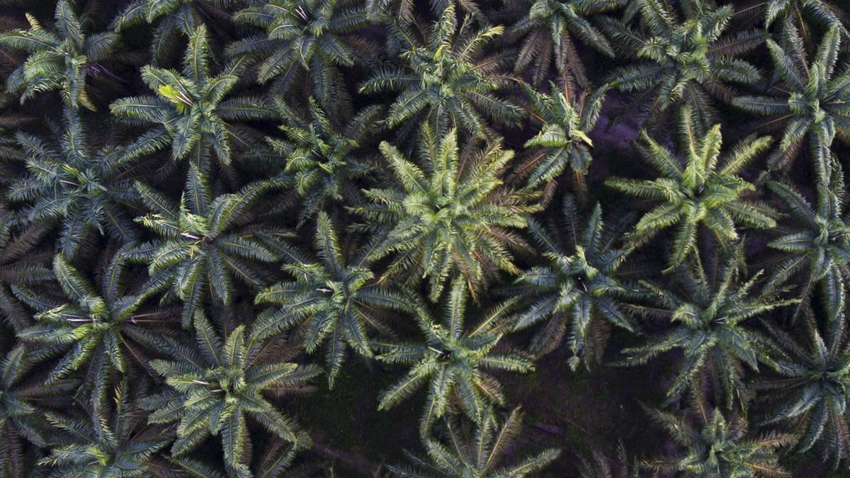 Global Civil Organizations Urge RSPO to Delay Astra Agro Lestari Membership Amid Controversies palm oil magazine