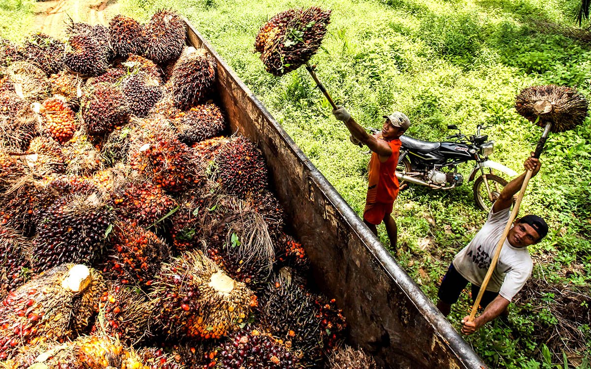 South Sumatra FFB Prices Drop by Rp 26.68/Kg in Early August 2024 Palm Oil Magazine