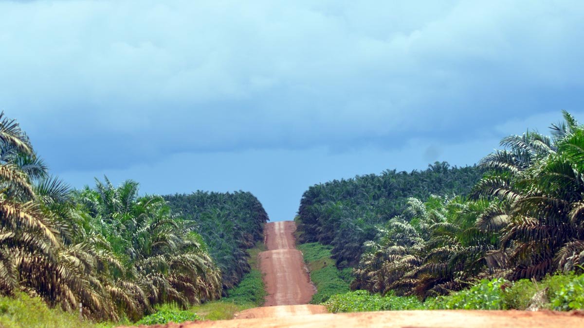 PT SCI and GPPI Revive Sulawesi Palm Oil Belt Program to Develop 1 Million Hectares Palm Oil Magazine