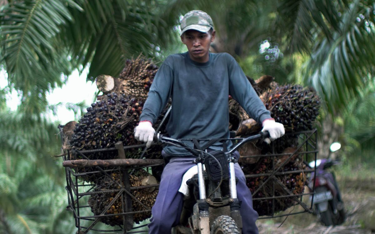 FFB Prices for Independent Smallholders in Riau (4–10 September 2024): Highest at Rp 3,147.20/kg Palm Oil Magazine