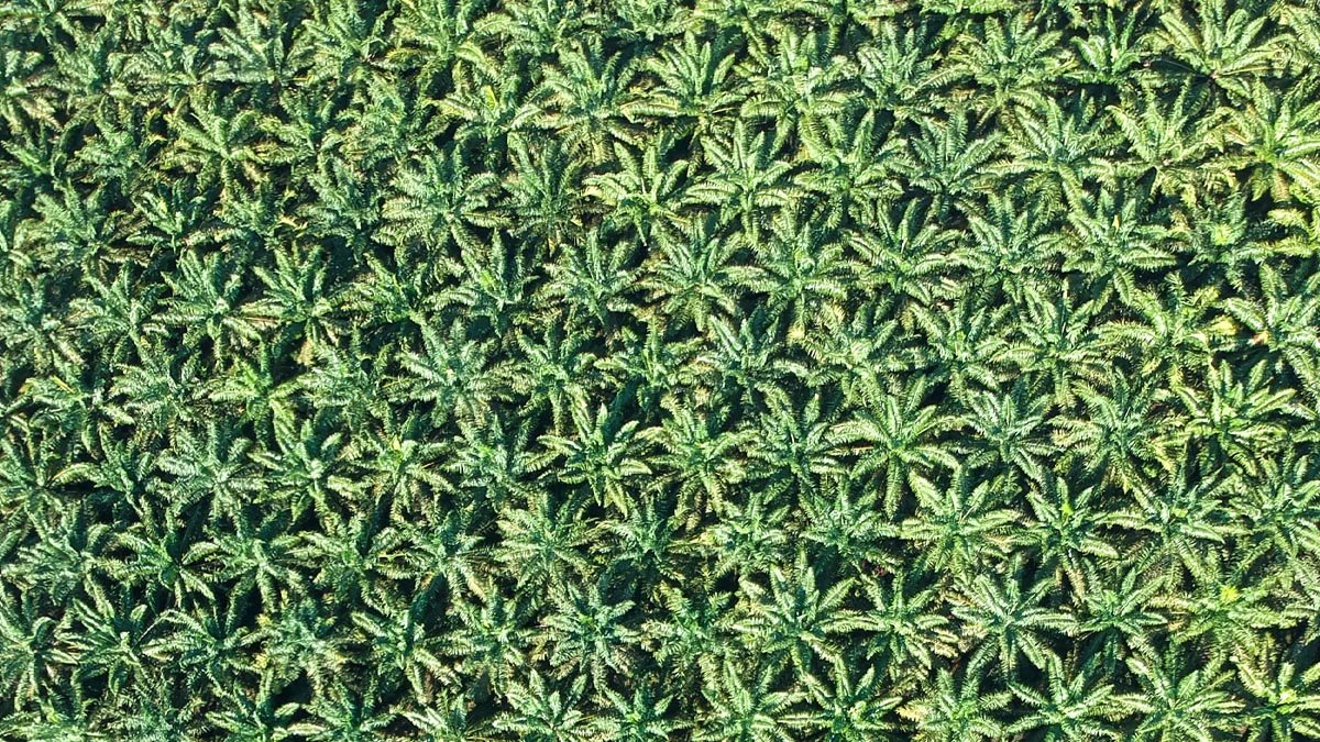 TAPG Implements AI-Based Technology to Boost Efficiency in Palm Oil Plantations Palm Oil Magazine