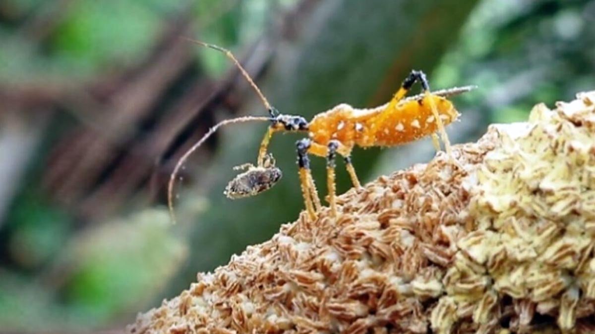 Boosting Palm Oil Production Through Pollinator Insects: A Promising Solution Palm Oil Magazine