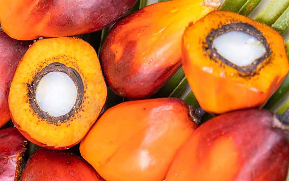 CPO Price at KPBN Inacom Rises 0.44 Percent on Tuesday (29/10) Palm Oil Magazine