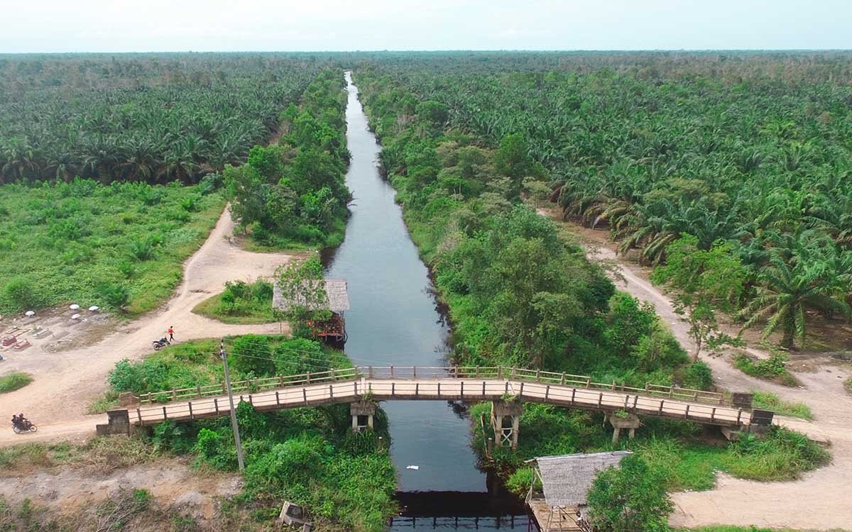 Optimal Rainfall: Key to Successful Palm Oil Plantation Cultivation Palm Oil Magazine
