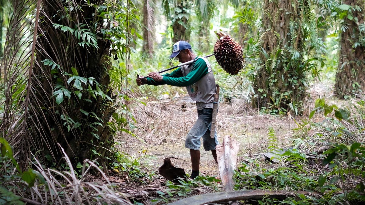 FFB Price in North Sumatra for the Period of December 18-24, 2024 Plummeted Rp 115/Kg Palm Oil Magazine