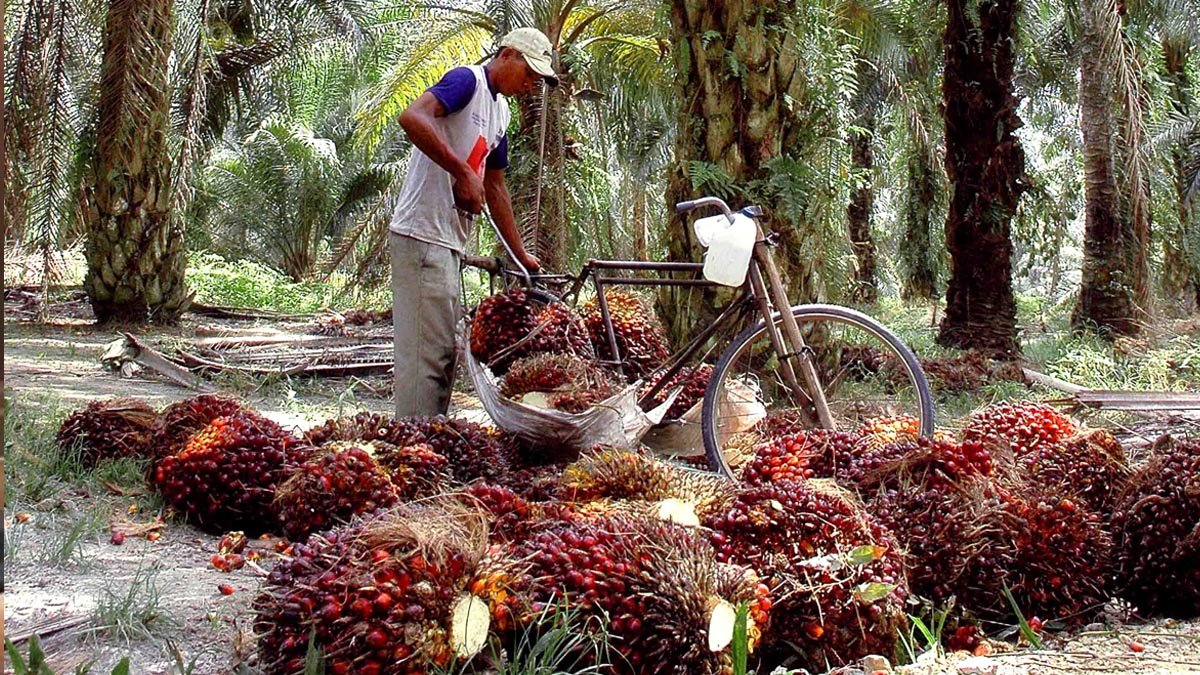 Palm Oil Magazine