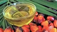 CPO Price at KPBN Inacom Plummeted on Wednesday (18/12) Palm Oil Magazine