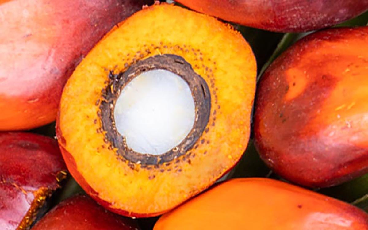 Indonesia Tightens Export Regulations on POME and Used Cooking Oil Palm Oil Magazine