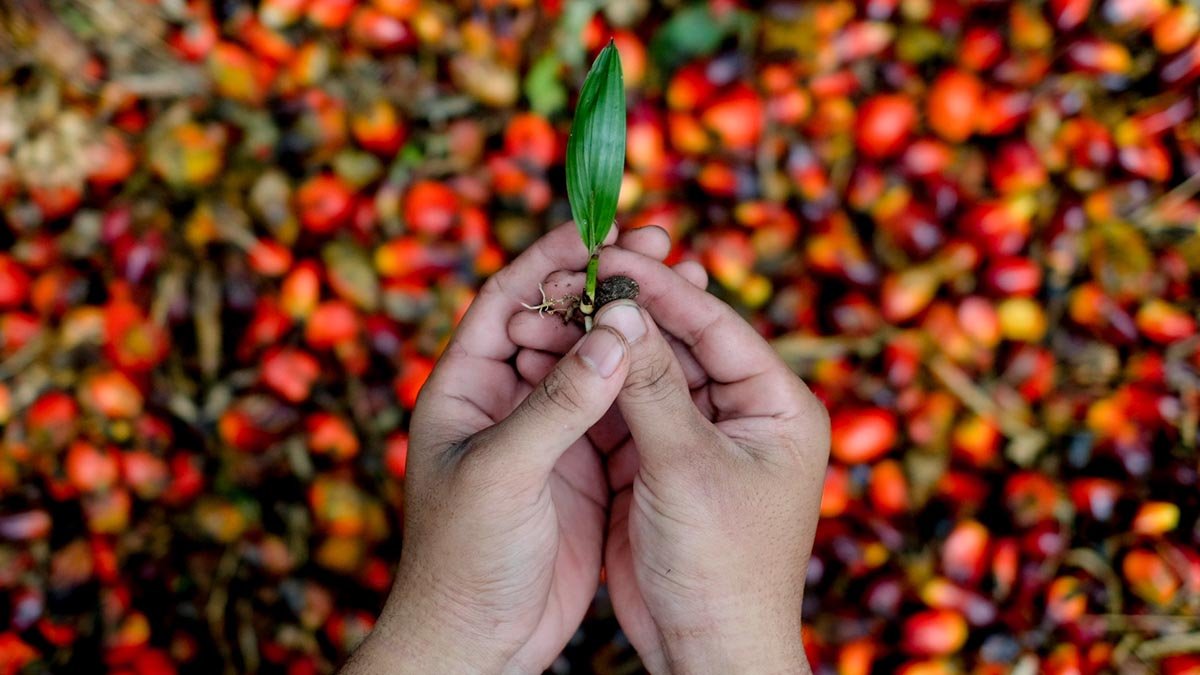 Sinar Mas Develops Drought-Resistant Palm Oil to Boost Sustainability and Reduce Losses Palm Oil Magazine