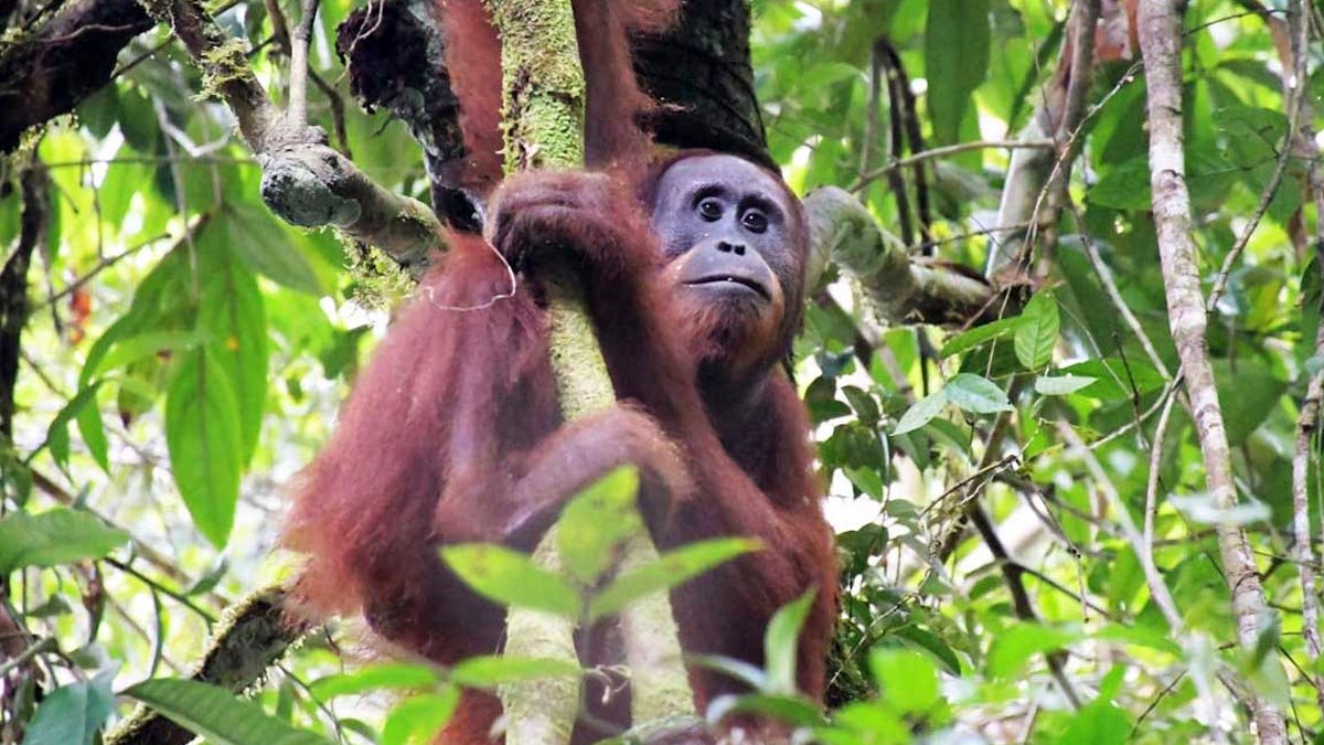 Research Shows Orangutans Can Coexist with Oil Palm Plantations Palm Oil Magazine