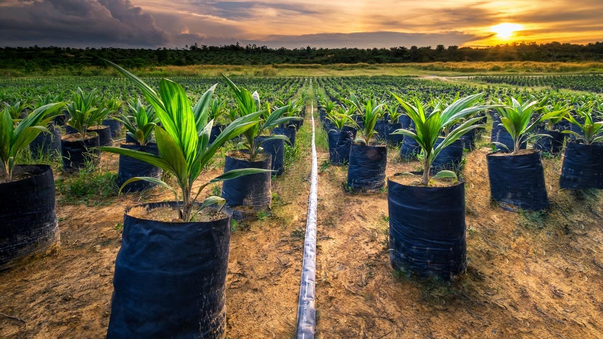 Strengthening Palm Oil Seed Quality Control in Central Kalimantan Palm Oil Magazine
