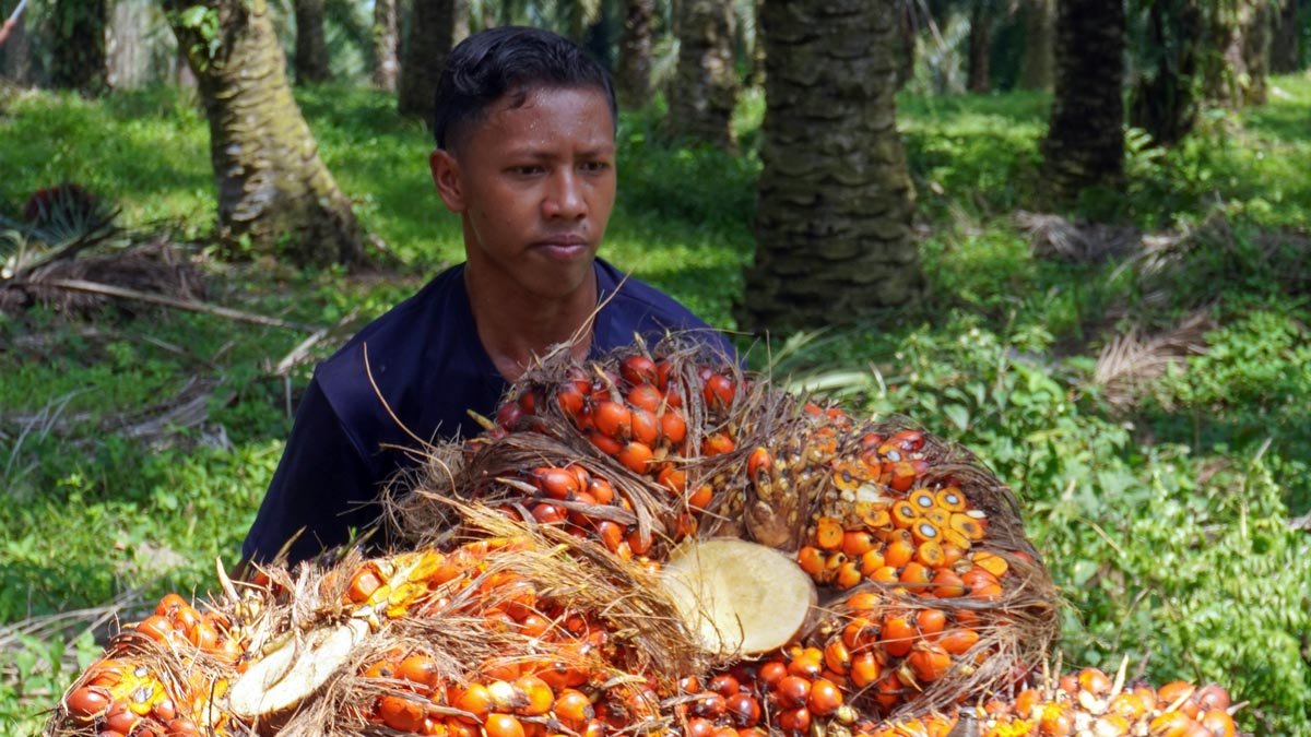 Solidaridad Accelerates E-STDB Issuance for Independent Oil Palm Farmers Palm Oil Magazine