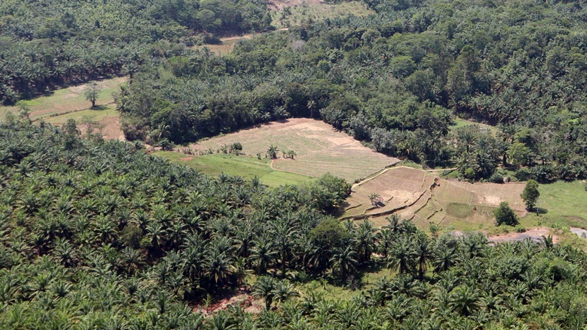 Forest Area Task Force Urged to Resolve Palm Oil Issues Swiftly Palm Oil Magazine