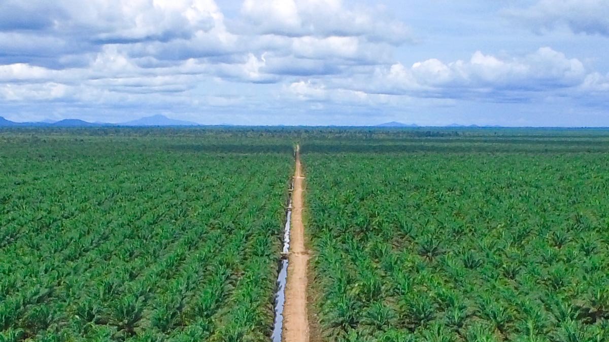 Colombian Palm Oil Industry Faces Global Temperature Rise and Greenhouse Gas Emissions Palm Oil Magazine