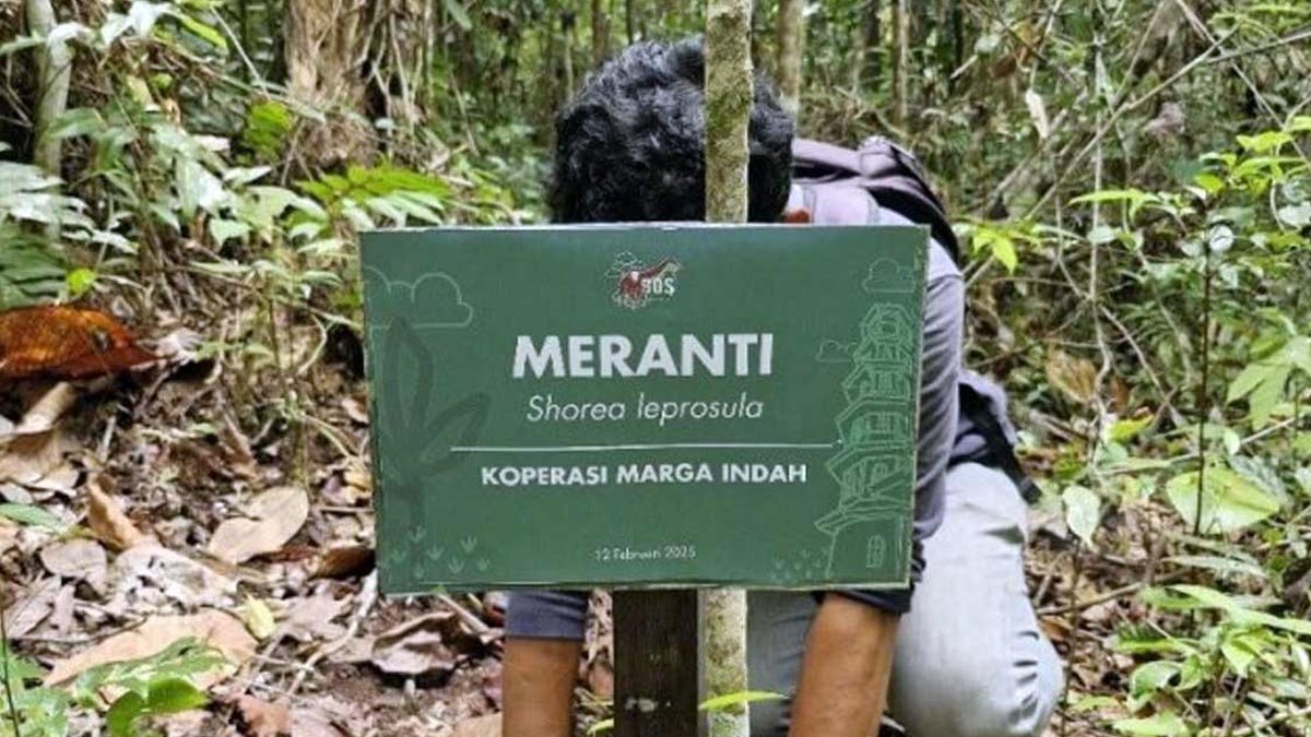 Smallholders from Marga Indah Cooperative Plant Endangered Meranti Trees to Support Orangutan Habitat Palm Oil Magazine