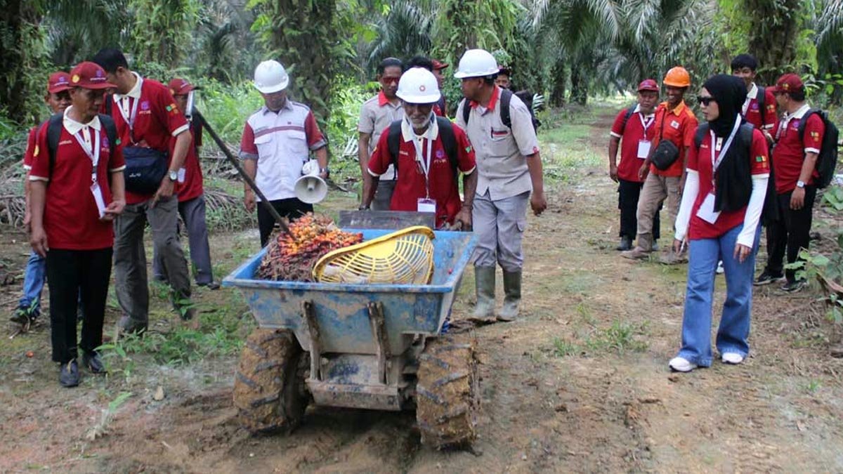 Empowered Farmers, Thriving Palm Oil; BPDP and Ditjenbun Training Boosts Palm Growers' Skills in Paser Palm Oil Magazine