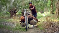 Palm Oil Magazine